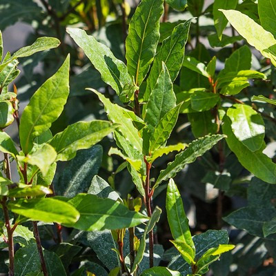 Laurus nobilis bush clt.9 h.150/175 - Fűszer babér