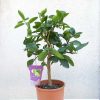 Citrus aurantifolia limetta verde 20cm -Törzses zöld lime