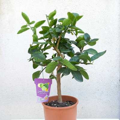 Citrus aurantifolia limetta verde 20cm -Törzses zöld lime