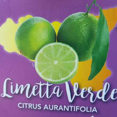 Citrus aurantifolia Limetta Verde 20cm MT - Zöld lime