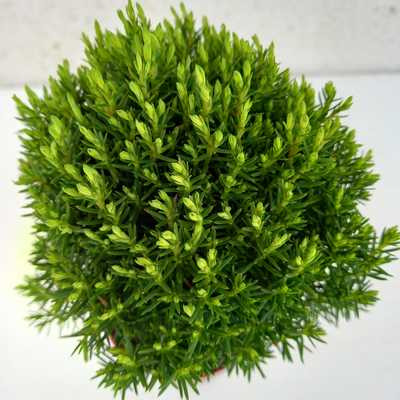 Conifera mix Thuja occidentalis Teddy -Nyugati tuja