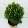 Conifera mix Thuja occidentalis Teddy -Nyugati tuja