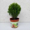 Conifera mix Thuja occidentalis Teddy -Nyugati tuja