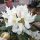 Rhododendron 23 cm- Havasszépe