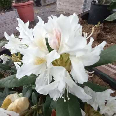 Rhododendron 23 cm- Havasszépe