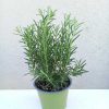Rosmarinus officinalis 14 cm - Rozmaring