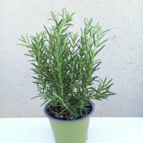 Rosmarinus officinalis 14 cm - Rozmaring