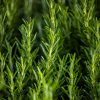 Rosmarinus officinalis 14 cm - Rozmaring