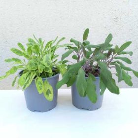 Salvia 14 cm - Zsálya