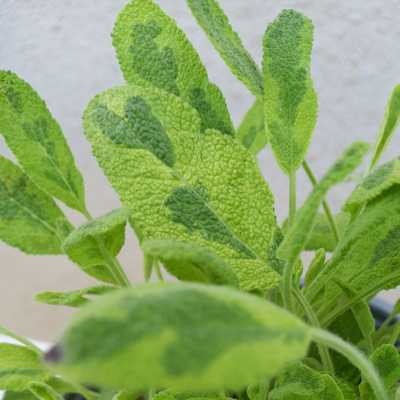 Salvia 14 cm - Zsálya