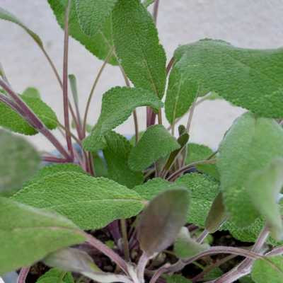 Salvia 14 cm - Zsálya