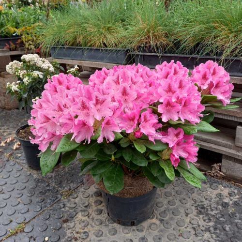 Rhododendron 23cs - Havasszépe