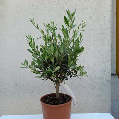Olea europea - Oliva mini fa 18 cm - Európai olajfa