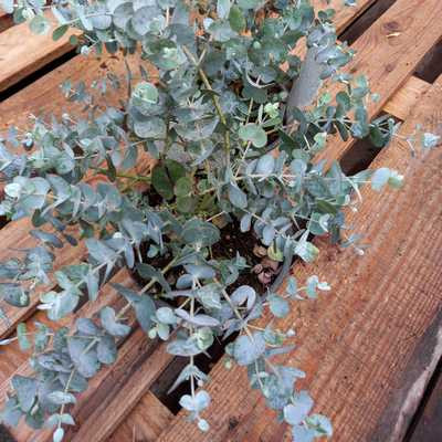 Eucalyptus Cinerea 14 Cm - Eukaliptusz / télálló