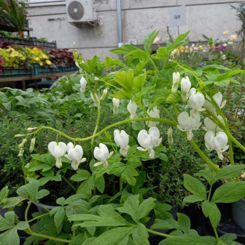 Dicentra spectabilis - Nagy szívvirág (fehér)