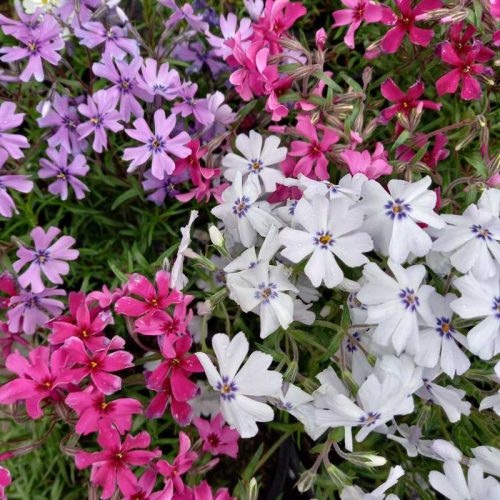Phlox subulata mix - Árlevelű lángvirág 