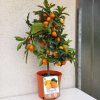 Citrus fortunella margarita - Kumquat 20 cm - Koktél mandarin