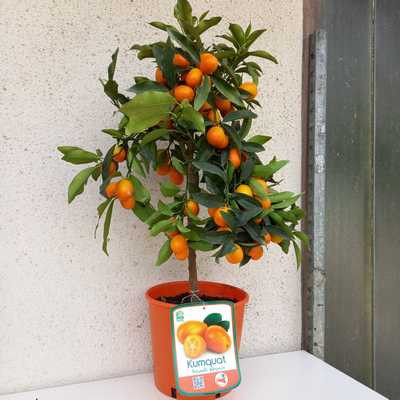 Citrus fortunella margarita - Kumquat 20 cm - Koktél mandarin