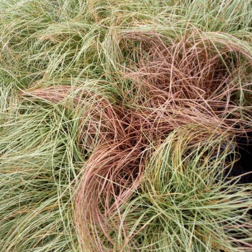 Carex comans- Fésűs sás BARNA