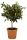 Citrus fortunella margarita - Kumquat 24 cm - Koktélmandarin