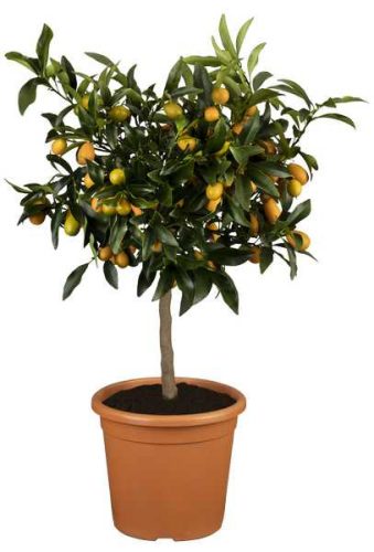 Citrus fortunella margarita - Kumquat 24 cm - Koktélmandarin