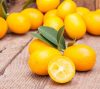 Citrus fortunella margarita - Kumquat 24 cm - Koktélmandarin