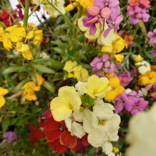 Erysimum linifolium - Repcsény 12 cs