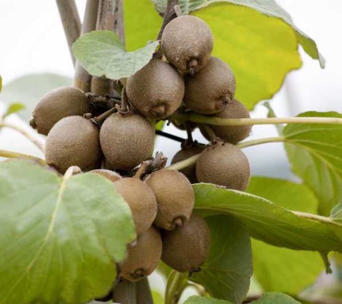 Actinidia deliciosa Hayward- TERMŐS Kiwi 