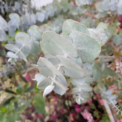 Eucalyptus cinerea fa 24 cm - Ezüst lombú eukaliptusz 