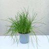 Allium schoenoprasum - Metélőhagyma 14 cm