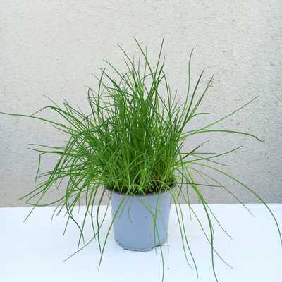 Allium schoenoprasum - Metélőhagyma 14 cm