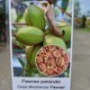 Carya illinoinensis Pawnee - Pekándió