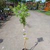 Carya illinoinensis Pawnee - Pekándió