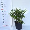 Viburnum tinus Eve Price K4 30-40cm - Örökzöld bangita