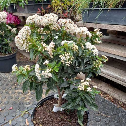 Viburnum tinus Eve Price - Örökzöld bangita