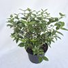 Viburnum tinus Eve Price K4 30-40cm - Örökzöld bangita