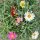 Argyranthemum frutescens- Margaréta
