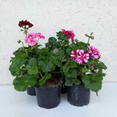 Pelargonium peltatum - FÉLFUTÓ muskátli