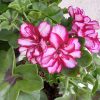 Pelargonium peltatum - FÉLFUTÓ muskátli