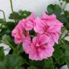 Pelargonium peltatum - FÉLFUTÓ muskátli
