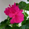 Pelargonium peltatum - FÉLFUTÓ muskátli