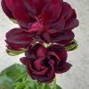 Pelargonium peltatum - FÉLFUTÓ muskátli