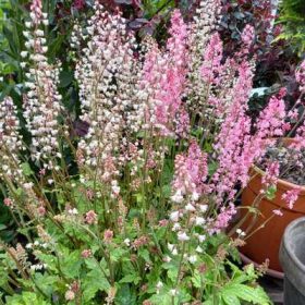   Heuchera x heucherella- Turbáncső mix (fehér és rózsaszín)