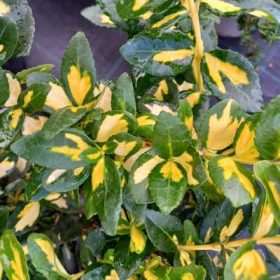   Euonymus japonicus Aureus 3L - Sárga tarka terülő japán kecskerágó