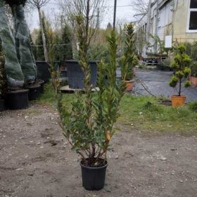 Arbutus unedo bush clt 9 h.100/125 - Nyugati szamócafa