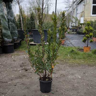 Arbutus unedo bush clt 9 h.100/125 - Nyugati szamócafa