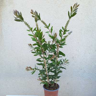 Callistemon citrinus bush clt 3 - citromillatú kefevirág