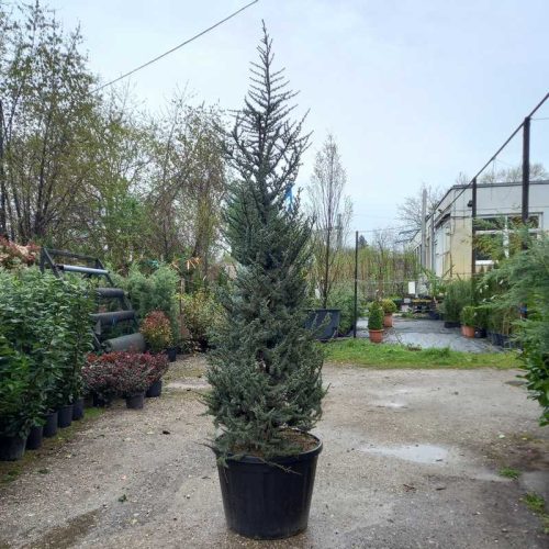 Cedrus atlantica glauca bush clt 150 h.270 - kék atlasz cédrus