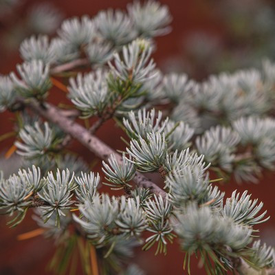 Cedrus atlantica glauca bush clt 150 h.270 - kék atlasz cédrus