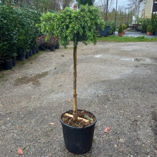 cedrus deodara feeling blue 1/2 standard clt 9 - kék terülő himalájai cédrus